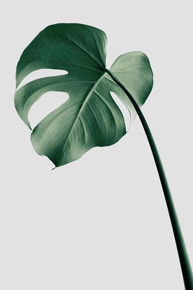 Monstera Natural 36 art print by 1x Studio III for $57.95 CAD