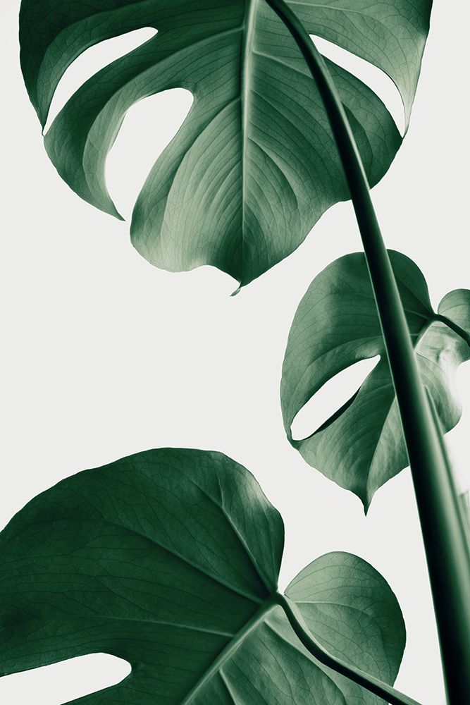 Monstera Natural 37 art print by 1x Studio III for $57.95 CAD