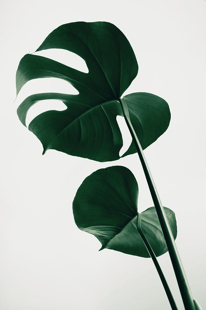 Monstera Natural 41 art print by 1x Studio III for $57.95 CAD
