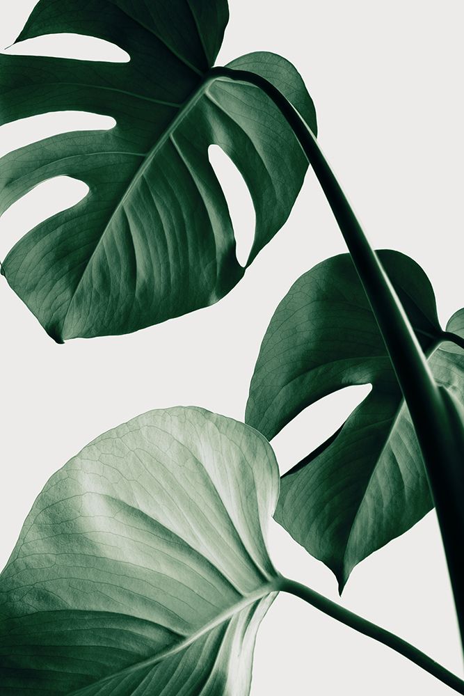 Monstera Natural 42 art print by 1x Studio III for $57.95 CAD