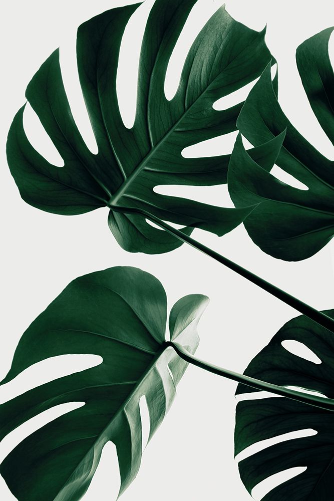 Monstera Natural 43 art print by 1x Studio III for $57.95 CAD