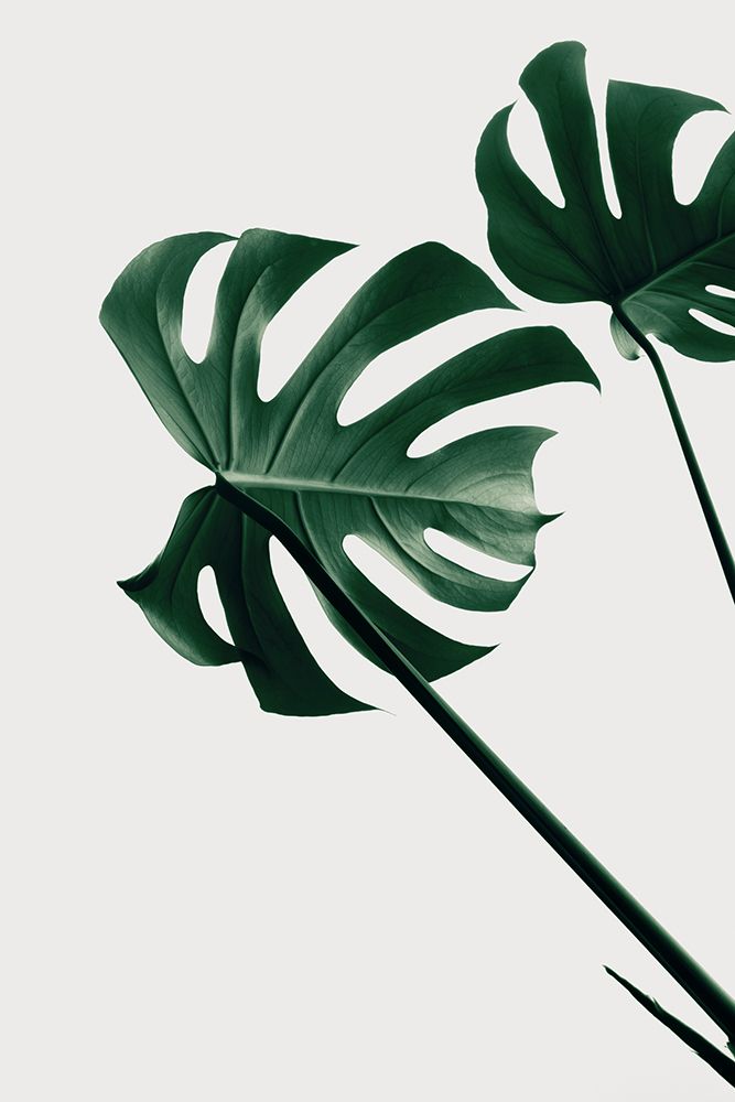 Monstera Natural 47 art print by 1x Studio III for $57.95 CAD