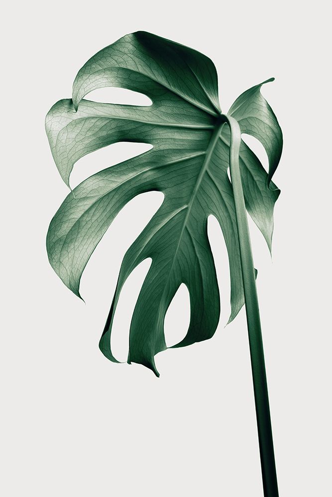 Monstera Natural 44 art print by 1x Studio III for $57.95 CAD