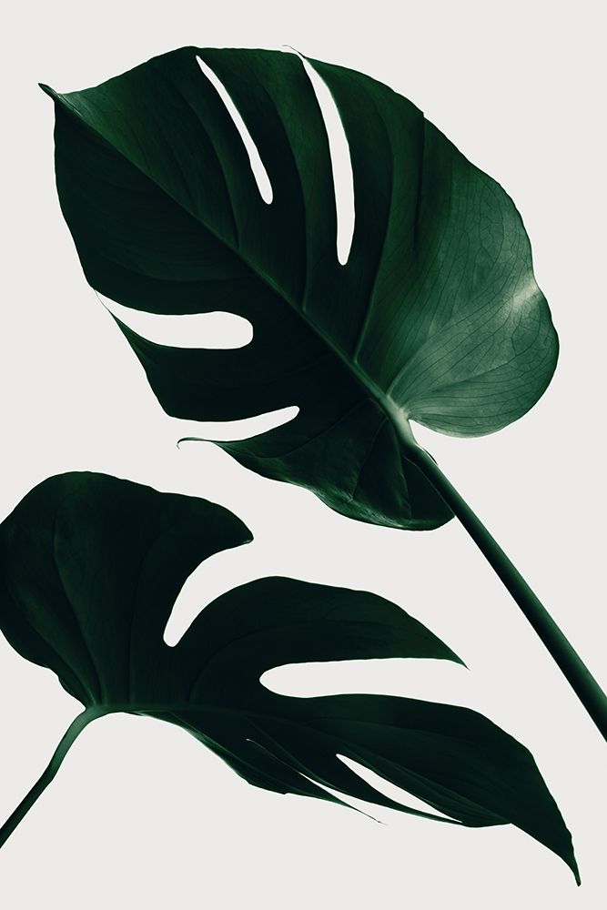 Monstera Natural 45 art print by 1x Studio III for $57.95 CAD