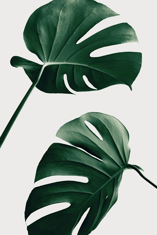 Monstera Natural 46 art print by 1x Studio III for $57.95 CAD