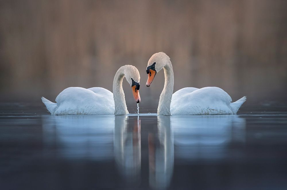 Couple art print by Larry Deng for $57.95 CAD