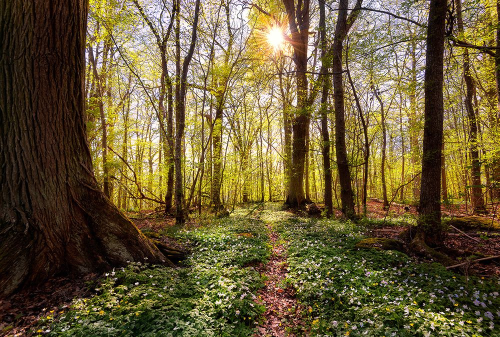 Spring in the beech forest art print by Christian Lindsten for $57.95 CAD