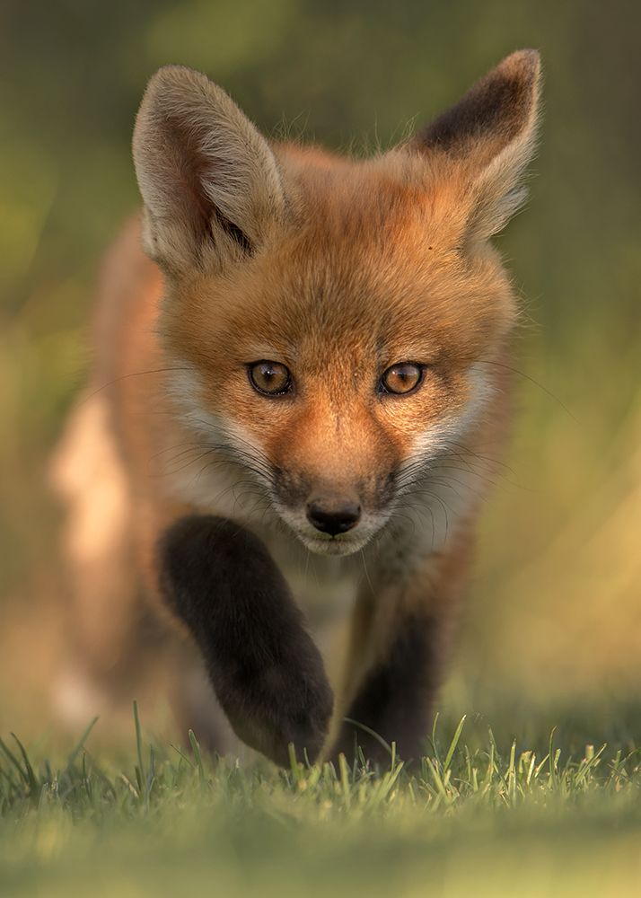 Red Fox Kit art print by Bo Wang for $57.95 CAD