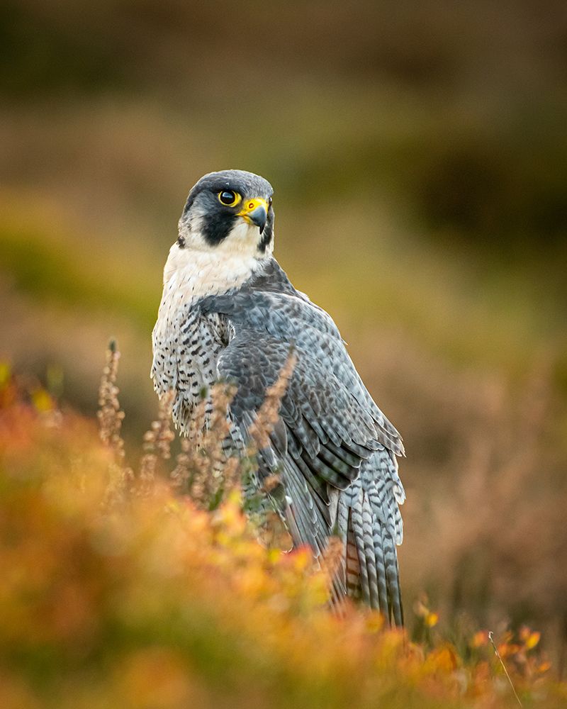 Peregrine in Heather art print by FeargalQ for $57.95 CAD