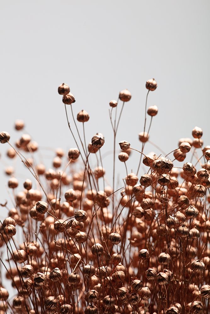 Dried Grass Copper 01 art print by 1x Studio III for $57.95 CAD
