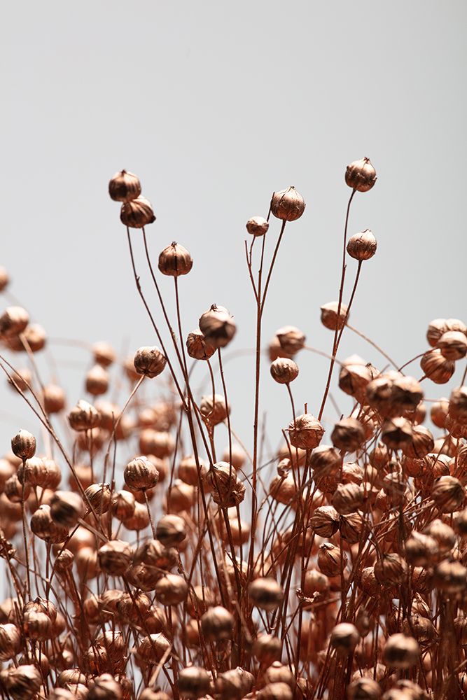 Dried Grass Copper 02 art print by 1x Studio III for $57.95 CAD