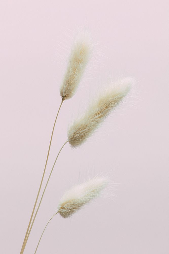 Bunny Grass Pink 03 art print by 1x Studio III for $57.95 CAD