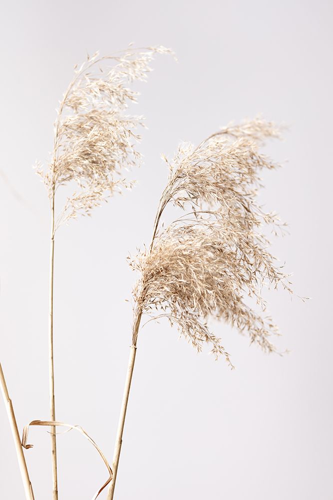 Reed Grass Grey  01 art print by 1x Studio III for $57.95 CAD