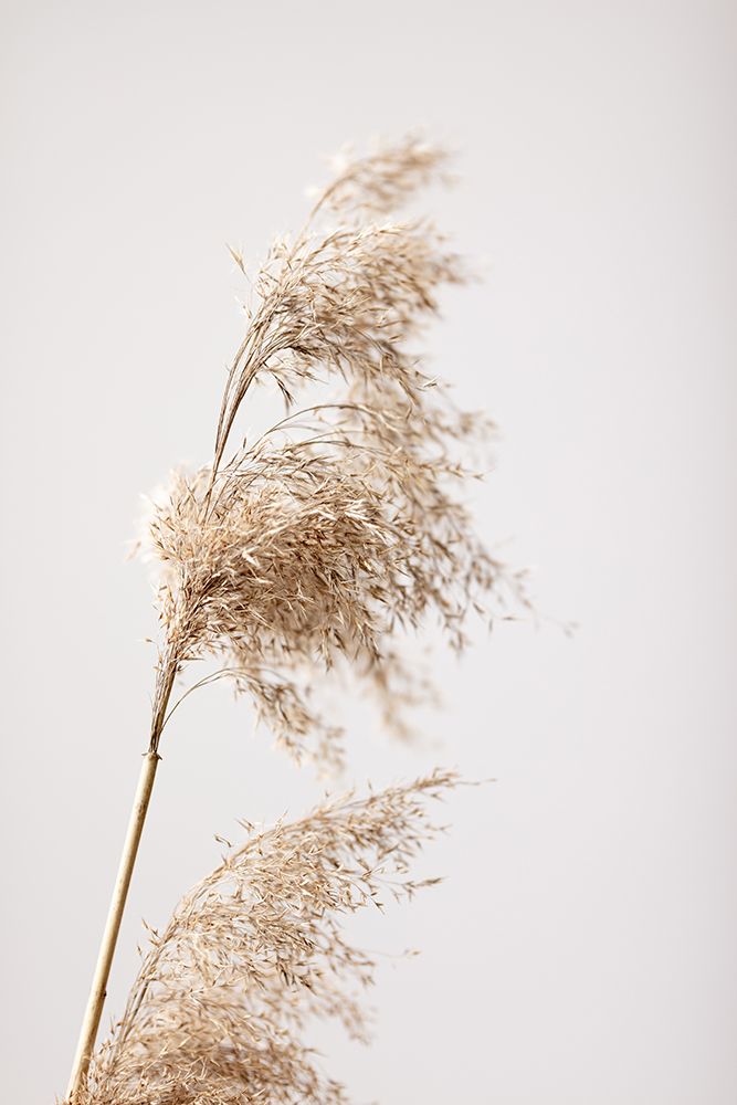 Reed Grass Grey 03 art print by 1x Studio III for $57.95 CAD