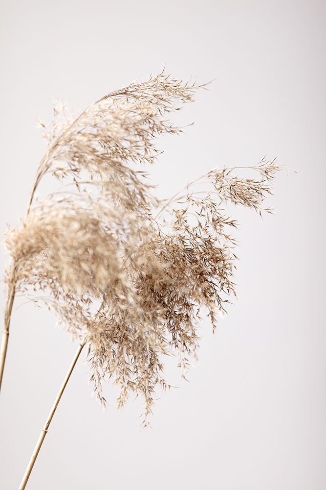 Reed Grass Grey 04 art print by 1x Studio III for $57.95 CAD