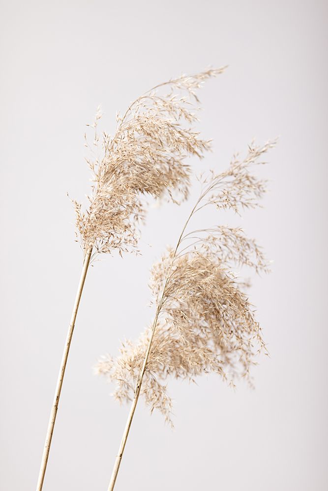 Reed Grass Grey 05 art print by 1x Studio III for $57.95 CAD