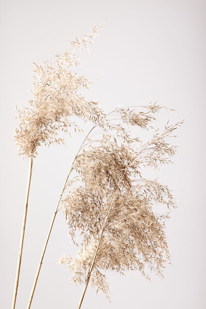 Reed Grass Grey 07 art print by 1x Studio III for $57.95 CAD