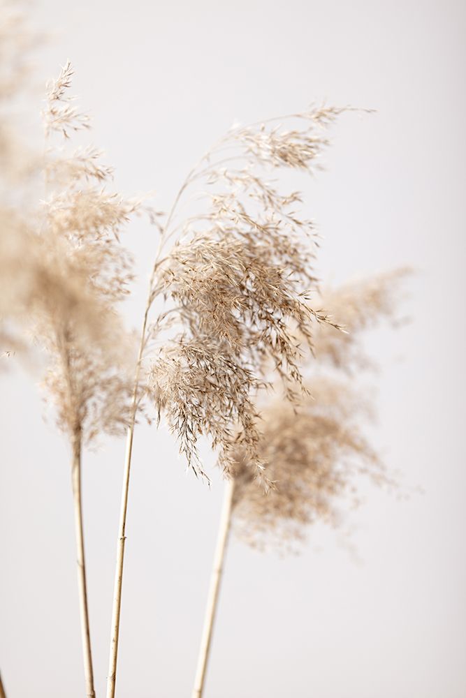 Reed Grass Grey 09 art print by 1x Studio III for $57.95 CAD