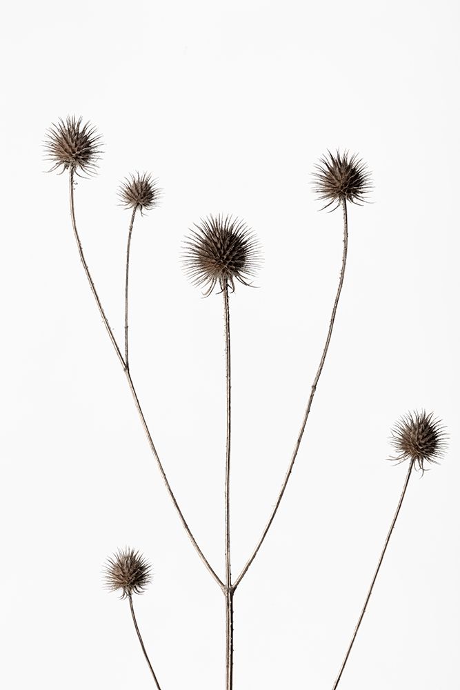 Thistle Grey 11 art print by 1x Studio III for $57.95 CAD