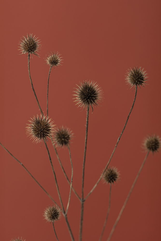 Thistle Rust Red 01 art print by 1x Studio III for $57.95 CAD