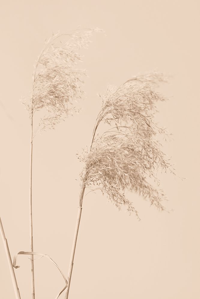 Reed Grass Begie 01 art print by 1x Studio III for $57.95 CAD
