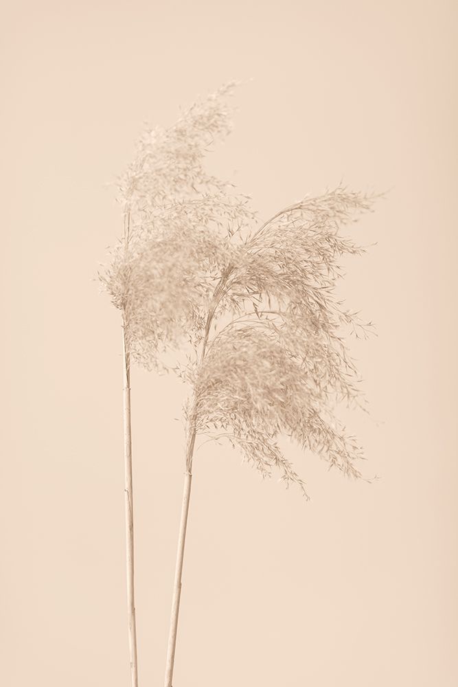 Reed Grass Beige 02 art print by 1x Studio III for $57.95 CAD