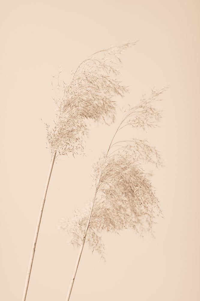 Reed Grass Beige 05 art print by 1x Studio III for $57.95 CAD