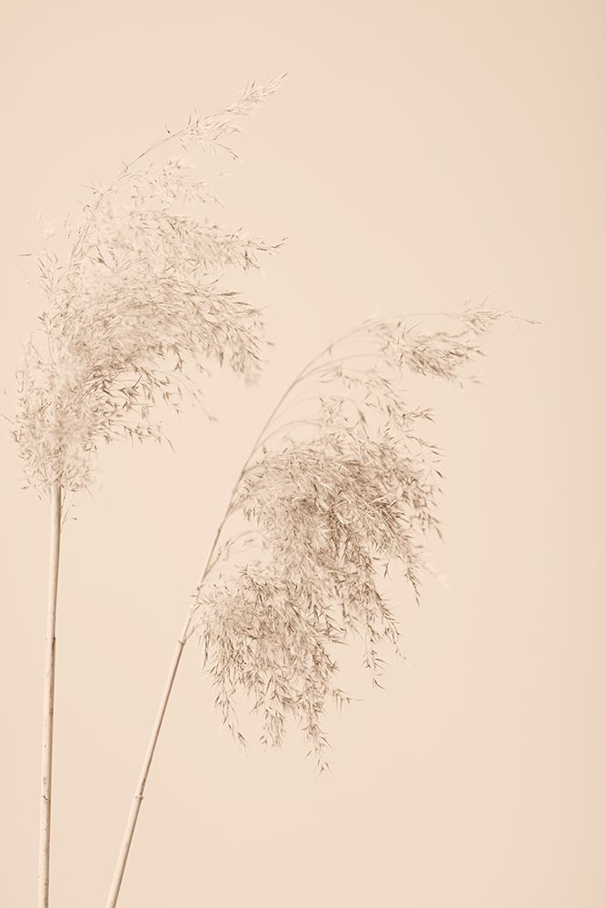 Reed Grass Beige 08 art print by 1x Studio III for $57.95 CAD