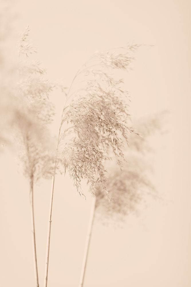 Reed Grass Beige 09 art print by 1x Studio III for $57.95 CAD