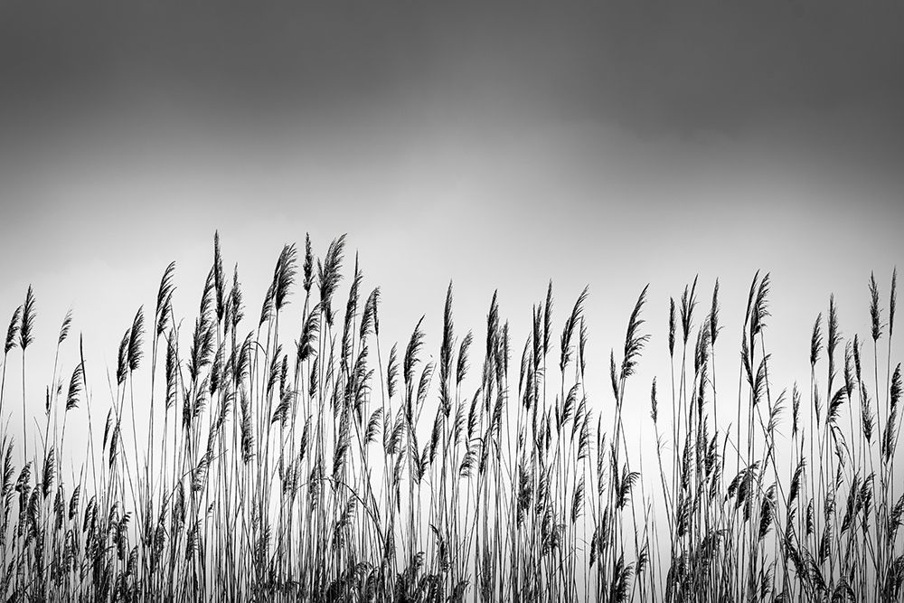 Reeds art print by George Digalakis for $57.95 CAD