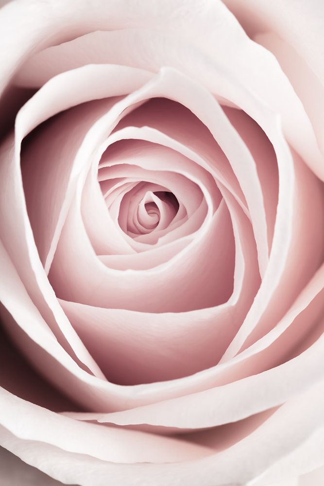Pink Rose No 1 art print by 1x Studio III for $57.95 CAD