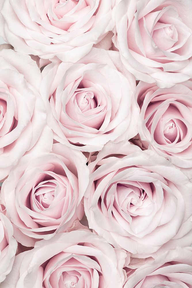 Pink Roses No 03 art print by 1x Studio III for $57.95 CAD