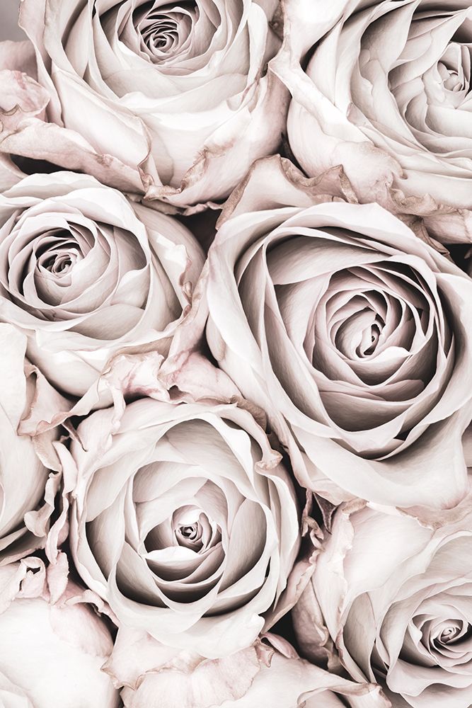 Grey Roses No 01 art print by 1x Studio III for $57.95 CAD