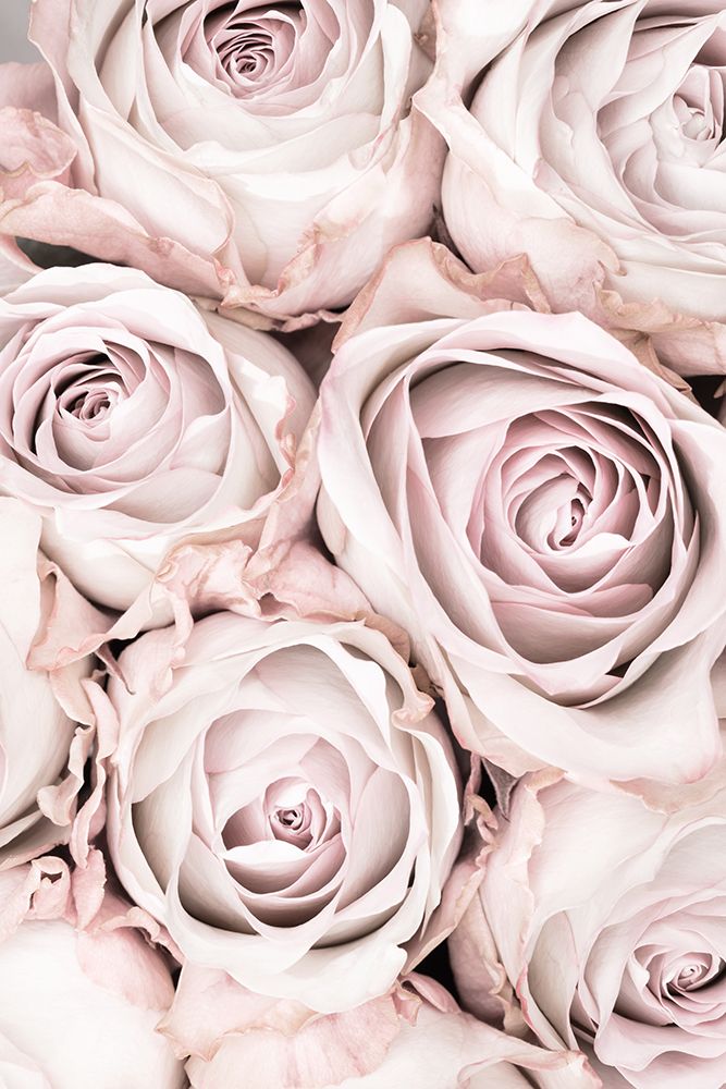 Pink Roses No 01 art print by 1x Studio III for $57.95 CAD