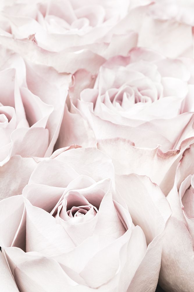 Pink Roses No 04 art print by 1x Studio III for $57.95 CAD