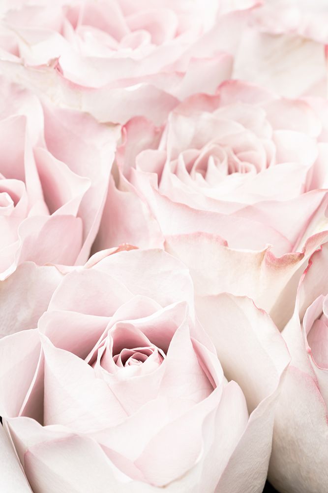Pink Roses 05 art print by 1x Studio III for $57.95 CAD