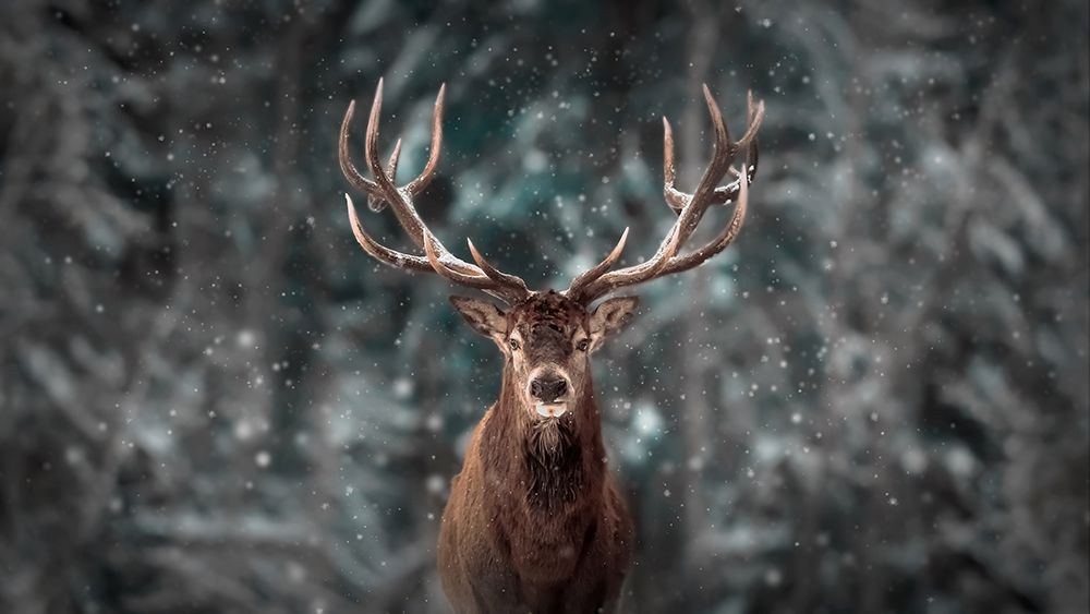 Deer King art print by Kim Lee for $57.95 CAD