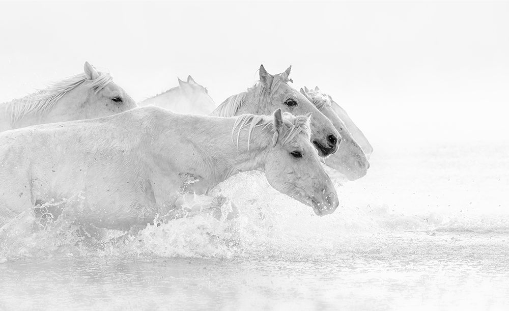 White horses art print by Jennifer Lu for $57.95 CAD