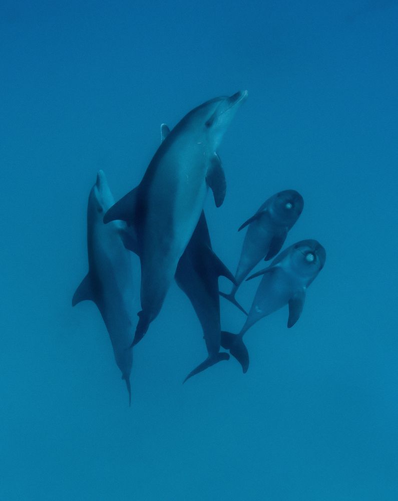 Dolphins 6 art print by Romano Molinari for $57.95 CAD