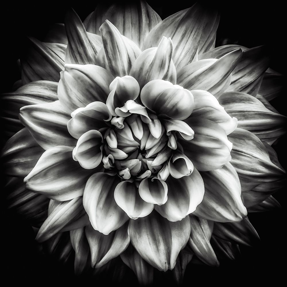 Dahlia In Black And White art print by Dieter Walther for $57.95 CAD