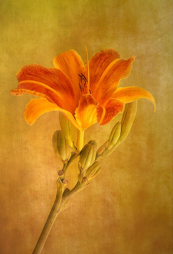 One Day Lily art print by Liliane Lathouwers for $57.95 CAD