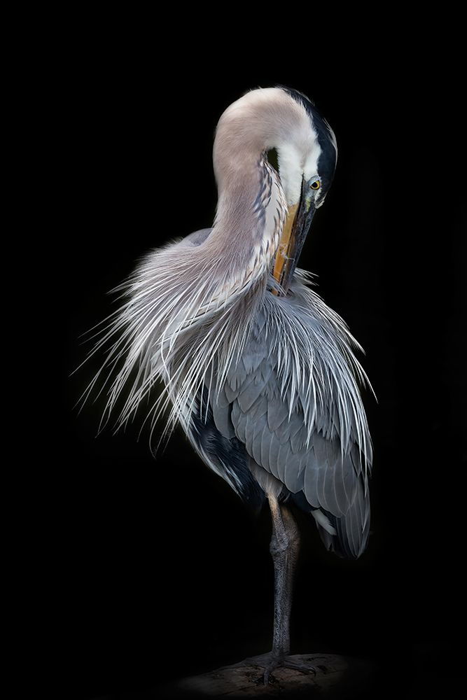 The Elegant Great Blue Heron art print by Linda D Lester for $57.95 CAD