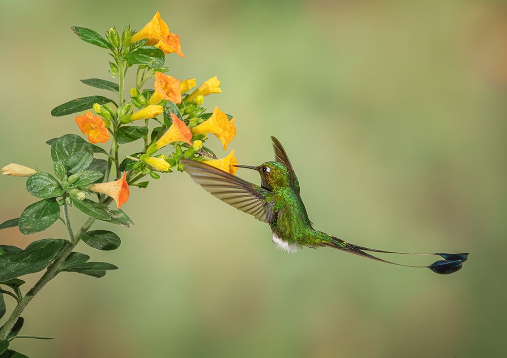 Booted Racket Tail Hummingbird art print by Sheila Xu for $57.95 CAD