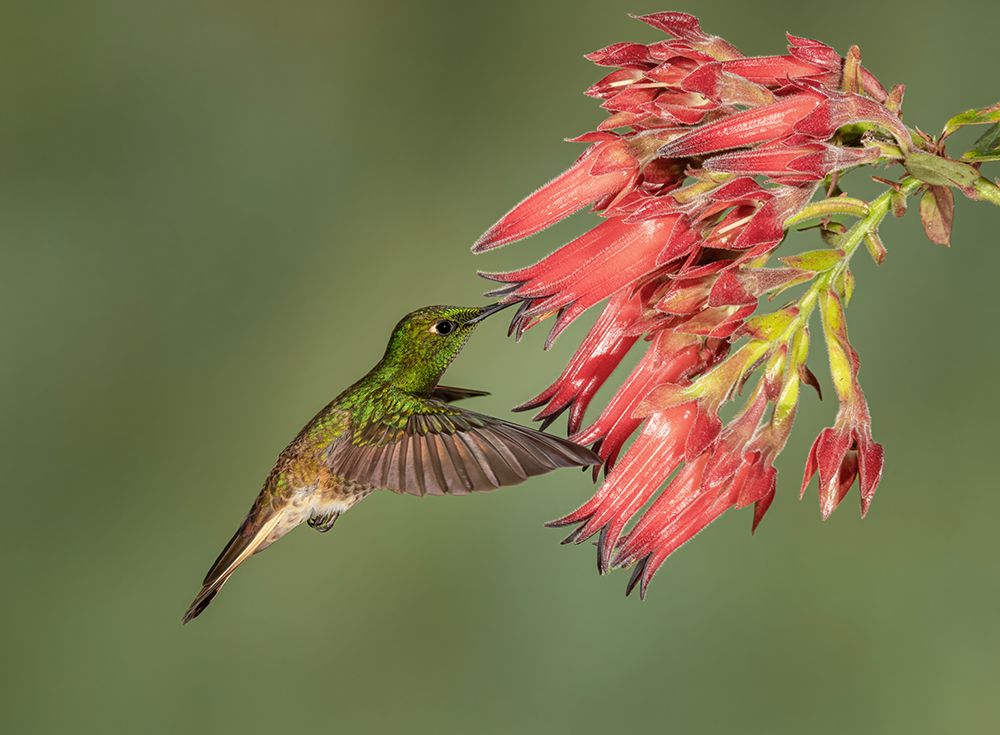 Buff-tailed Coronet - Hummingbird beauty art print by Sheila Xu for $57.95 CAD