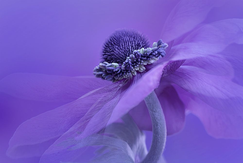 Purple Anemone art print by Lydia Jacobs for $57.95 CAD