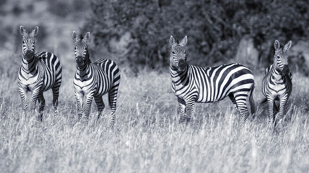 Zebras art print by David Manusevich for $57.95 CAD