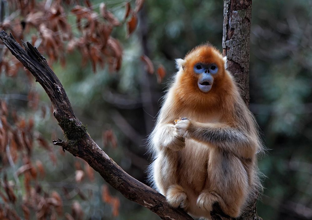 Golden snub-nosed monkey art print by Leon U for $57.95 CAD