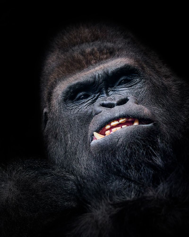 Gorilla Face Seen From Above art print by Helena Garcia for $57.95 CAD