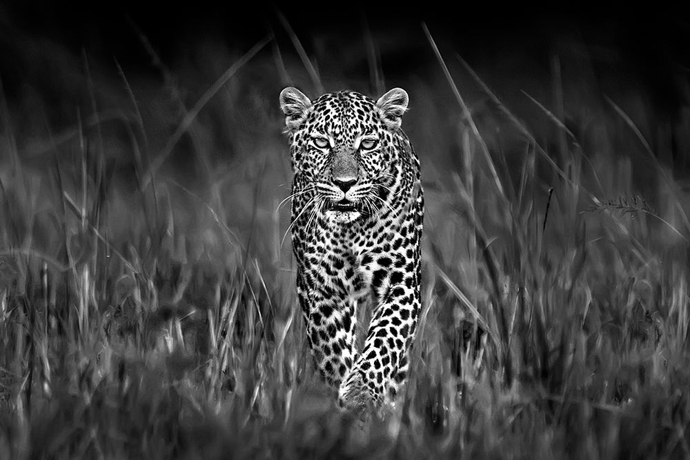 Patrolling leopard art print by Xavier Ortega for $57.95 CAD