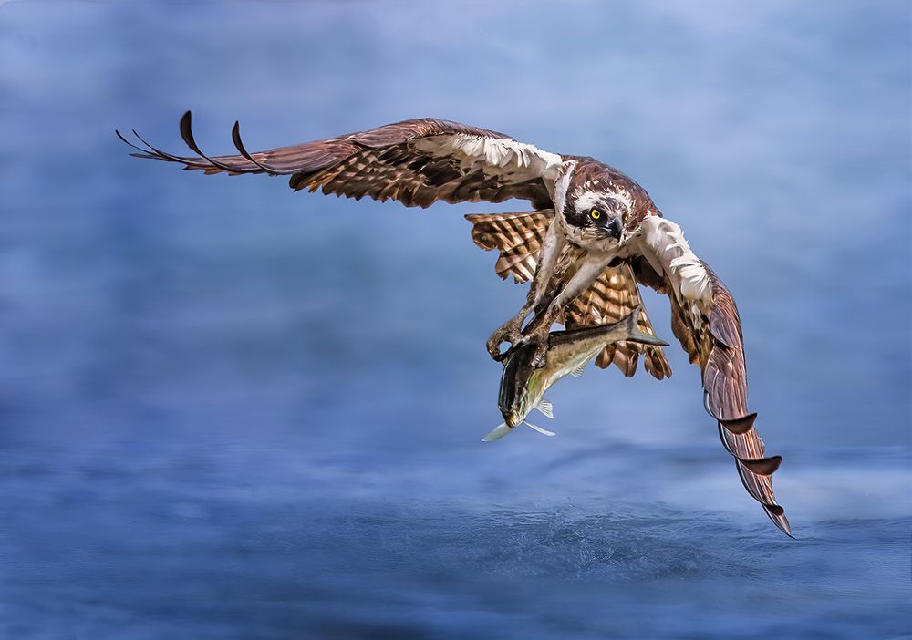 Osprey art print by Tao Huang for $57.95 CAD